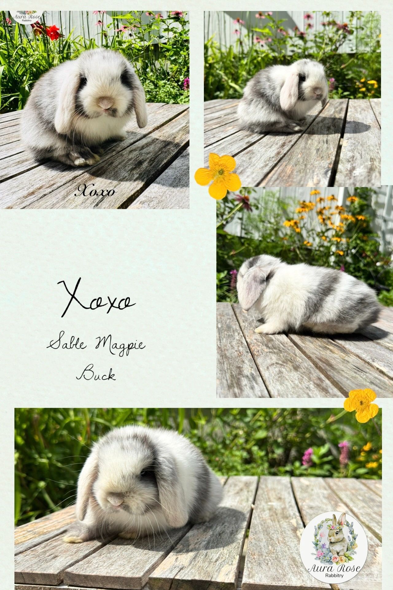 Holland lop
Baby bunny for sale near me 