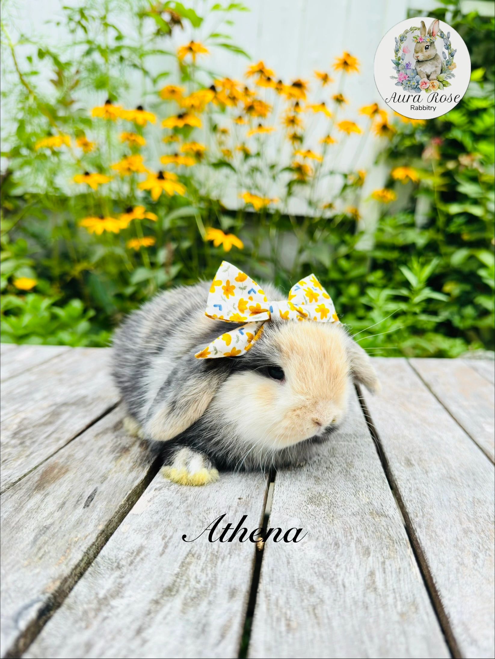 Holland lop bunny
Bunnies for sale near me
Bunnies for sale in Rhode Island
Bunnies for sale in Conn