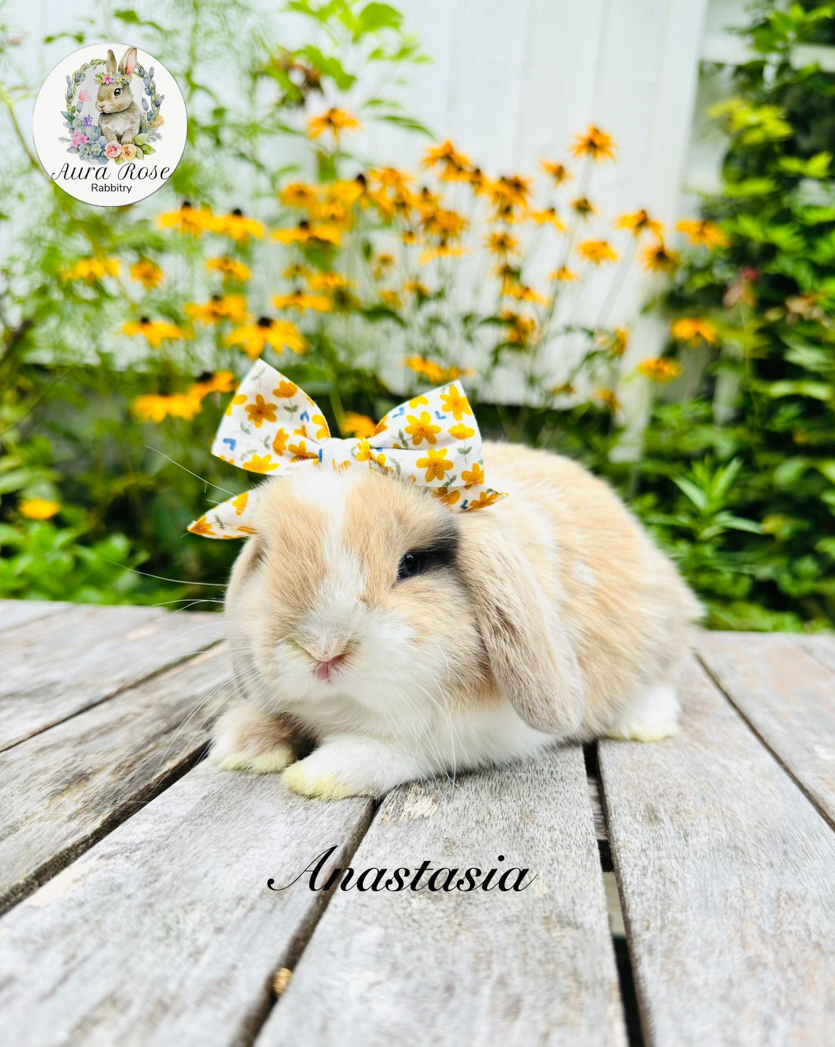 Holland lop
Bunnies for sale
Dwarf bunny 
Baby bunny for sale