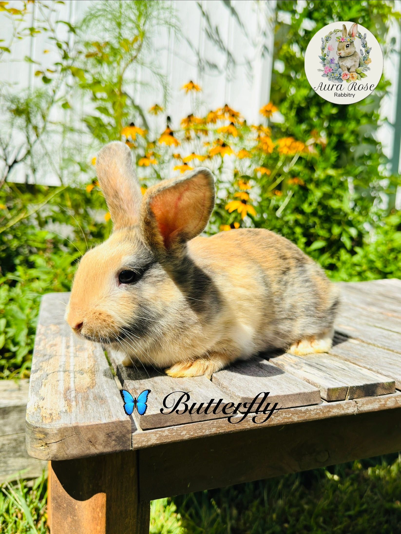 Mini lop bunny
Bunnies for sale
Bunnies for sale near me
Bunnies for sale in Rhode Island