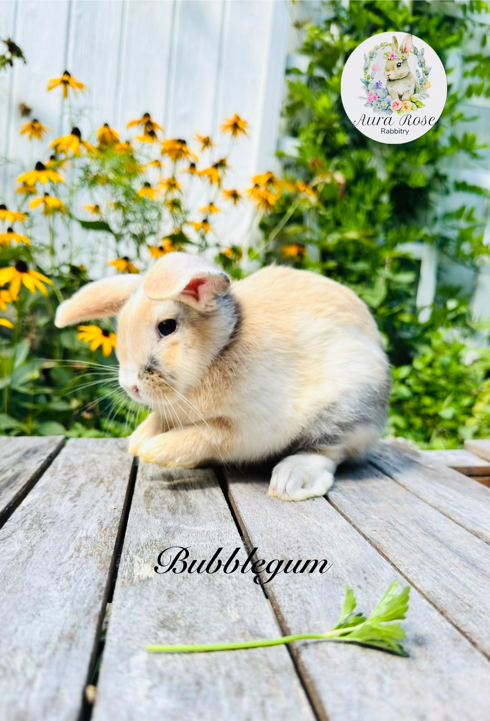 Mini lop
Bunnies for sale near me
Bunnies for sale
Baby bunny