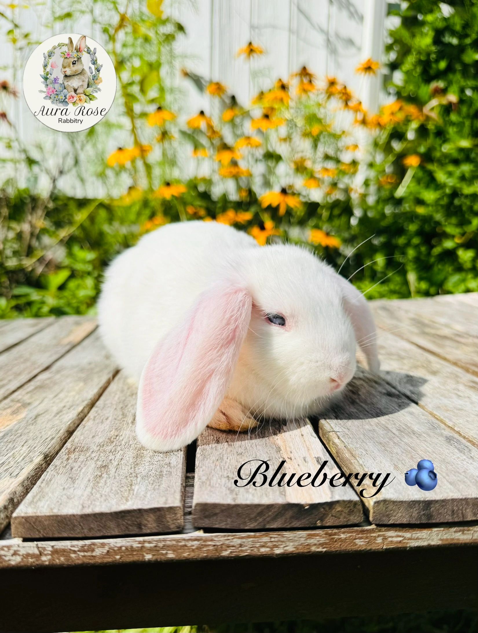 Emy bunnies for sale near me
Baby bunny for sale
Mini lop bunny