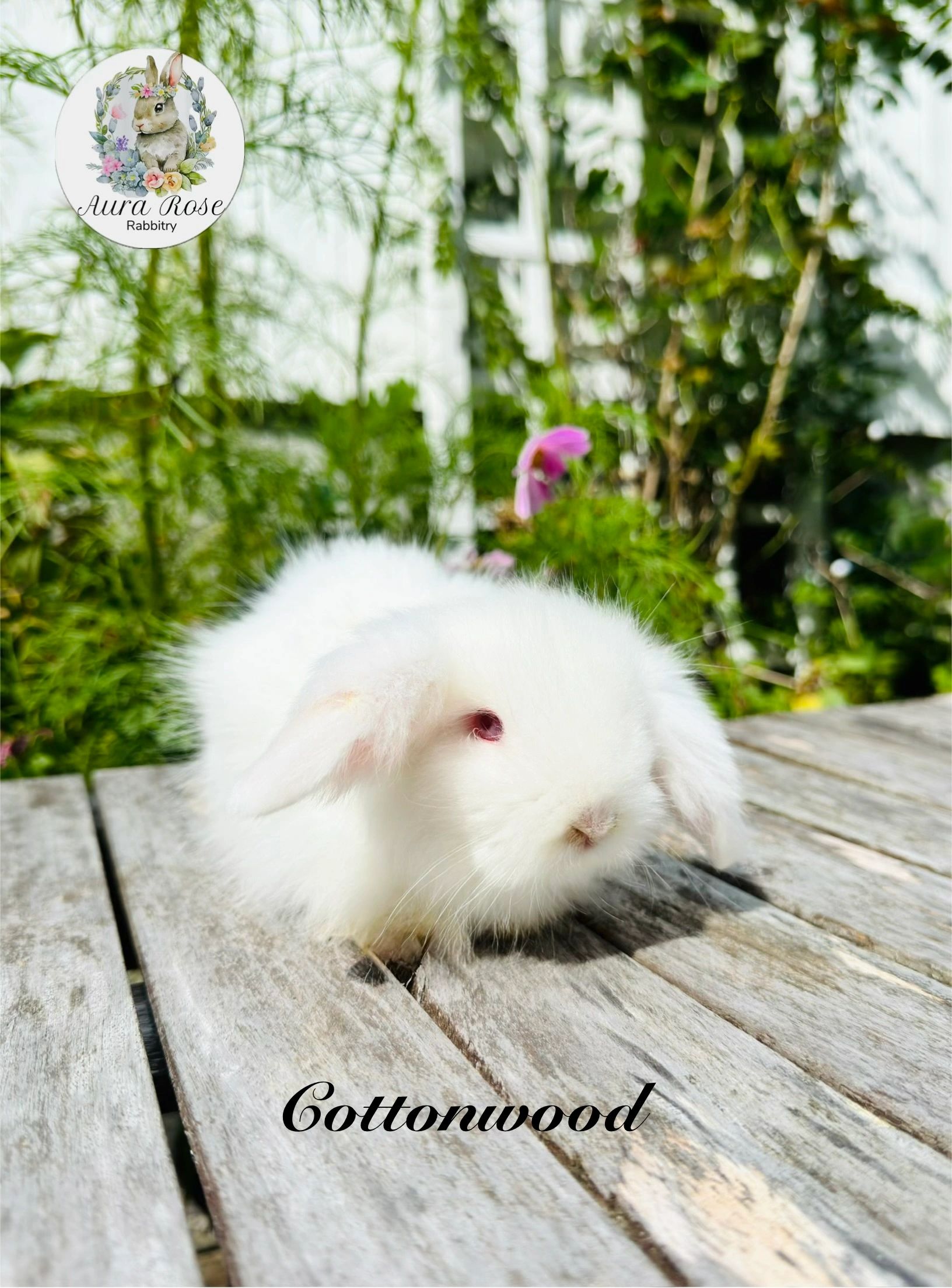 Teddywidder 
Bunny
Baby bunny