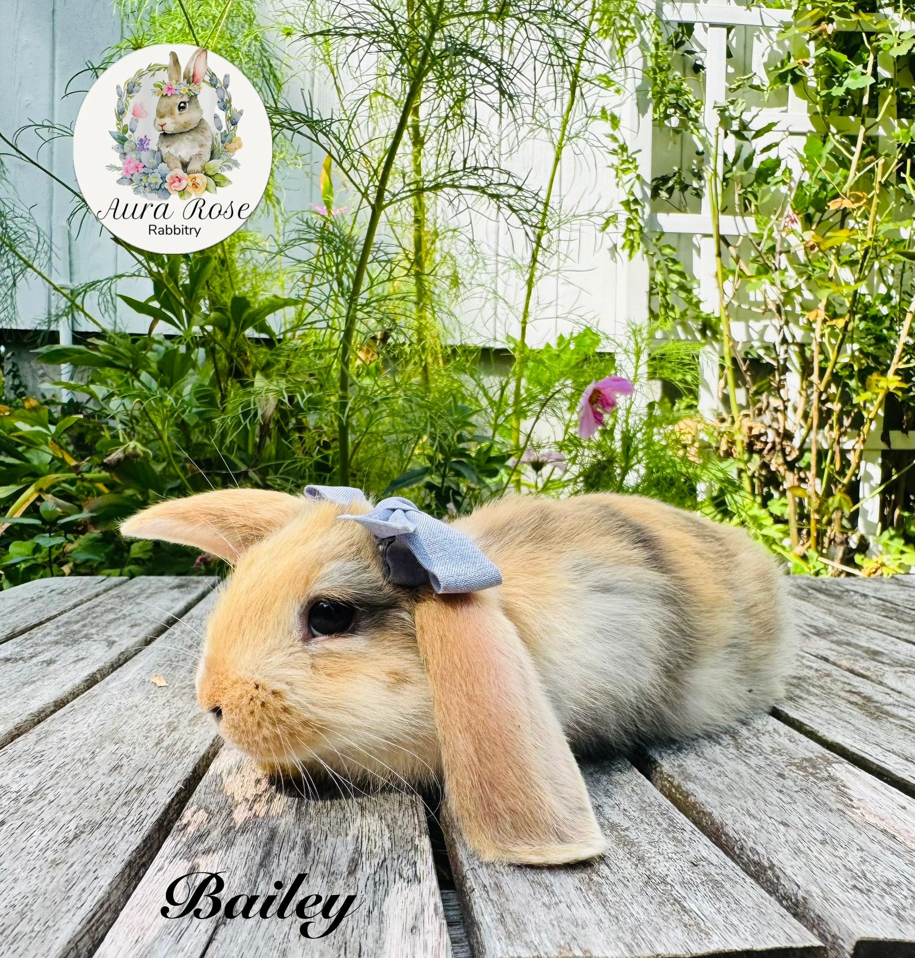 Mini lop
Bunny