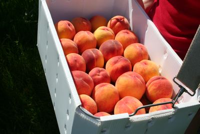 Eagle Bluff Orchard peaches