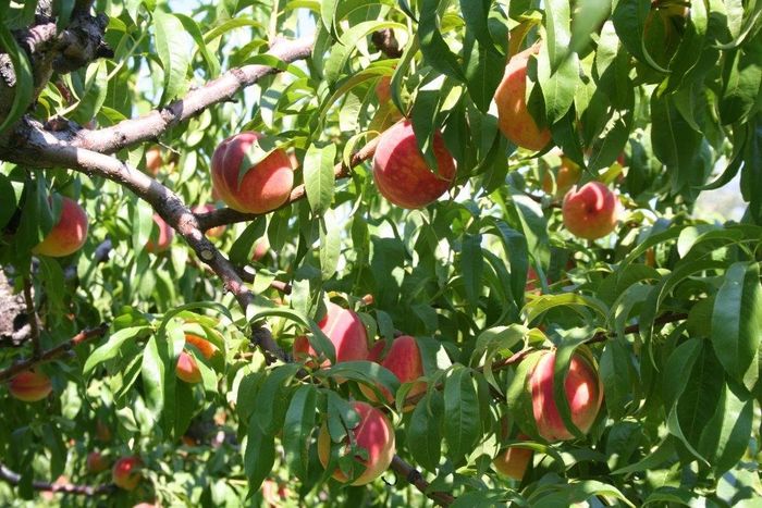 Eagle Bluff Orchard peaches Okanagan
