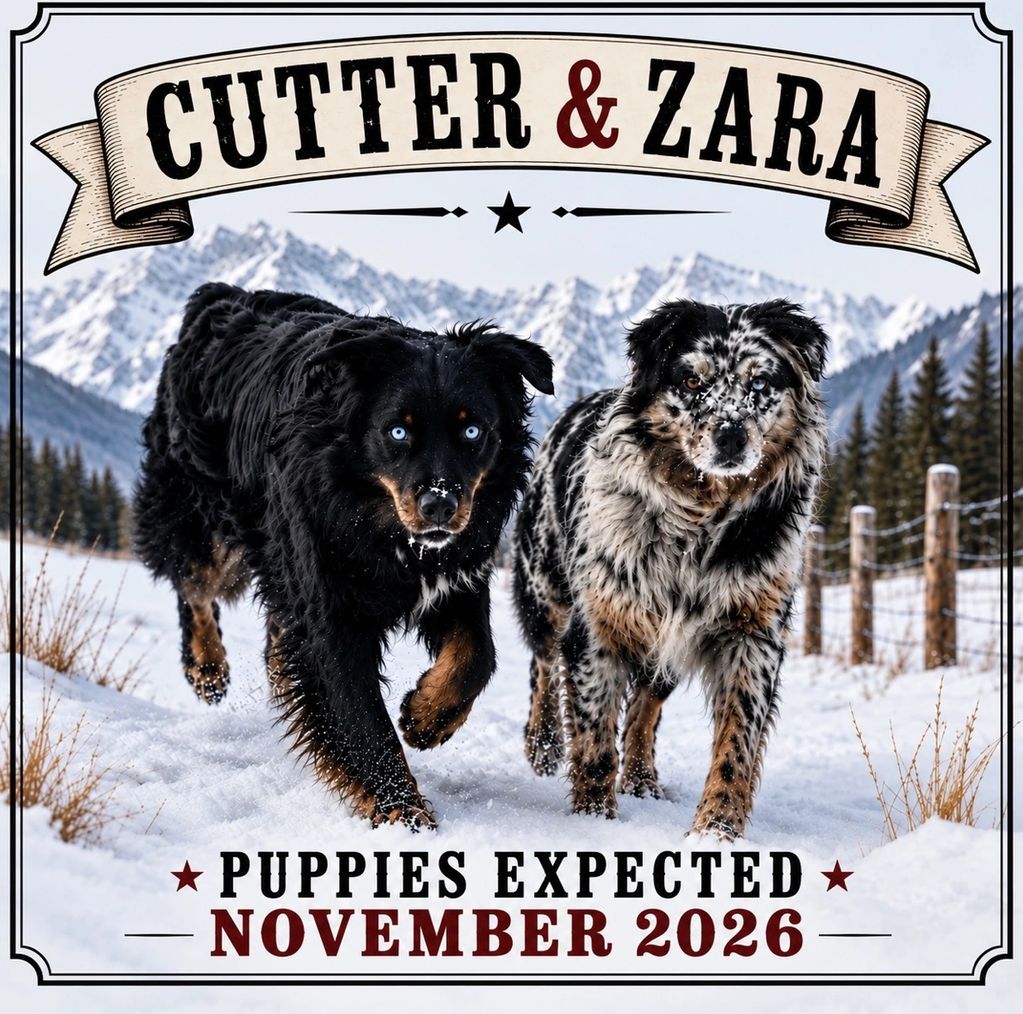 6th pick is available in this litter 