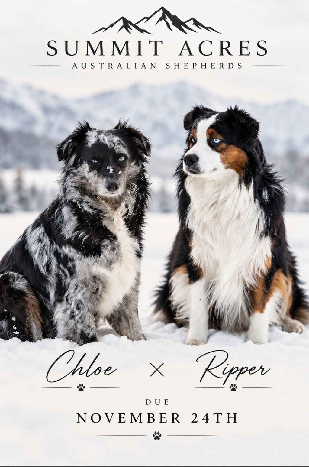 Two Australian Shepherds, Chloe and Ripper, in snow with a due date announcement.