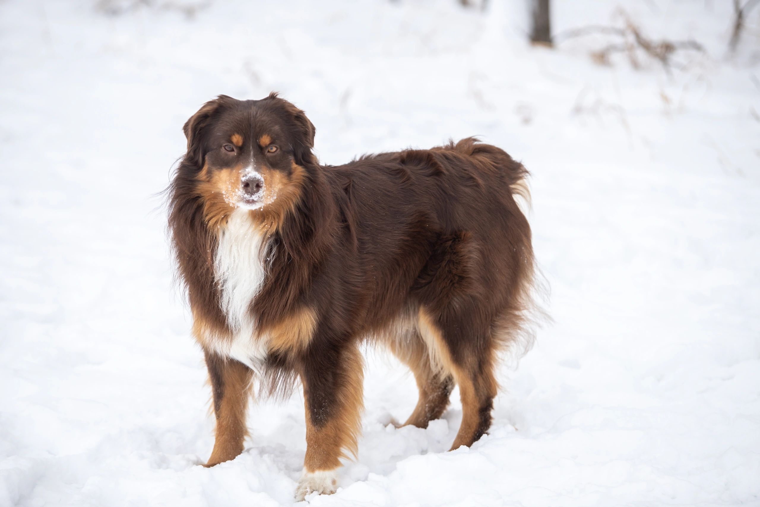 Brown and white dog standing in the snow with a snowy nose.