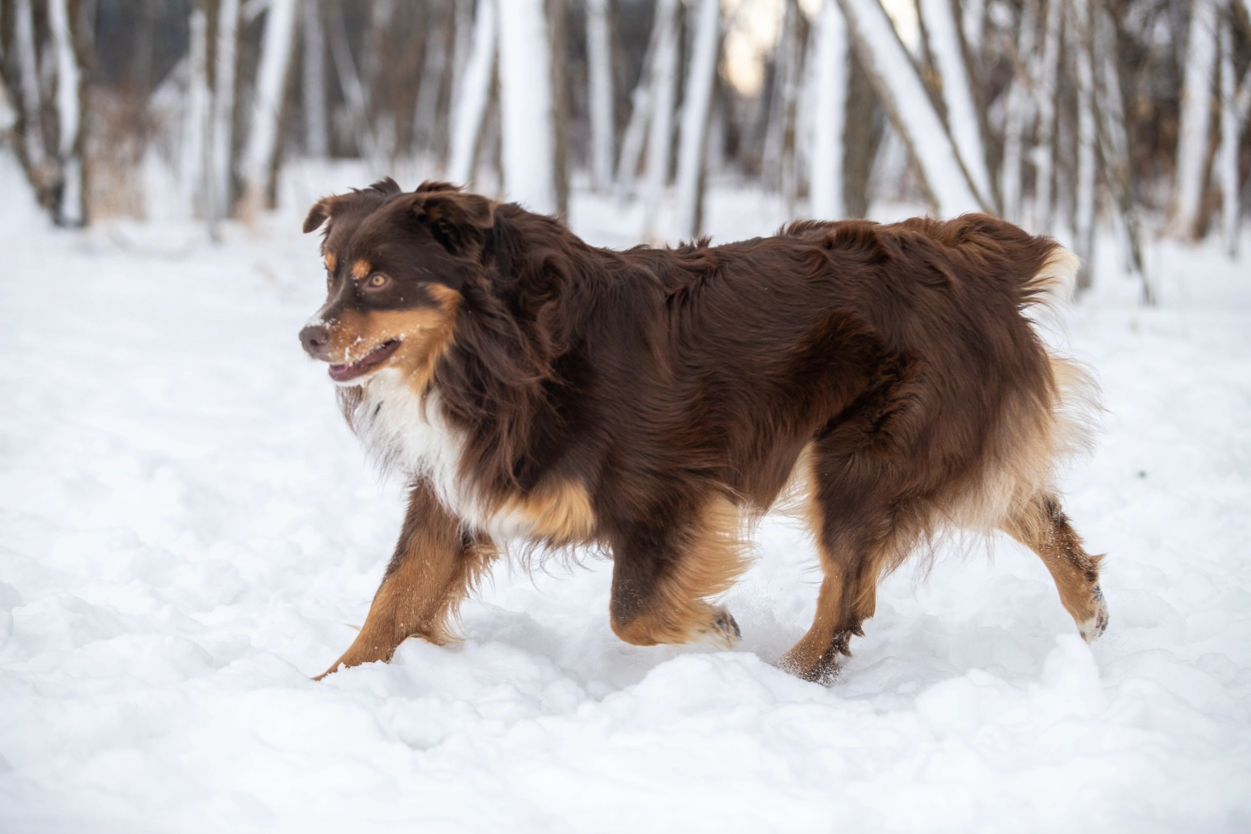 Brown and tan dog walking in snowy forest.