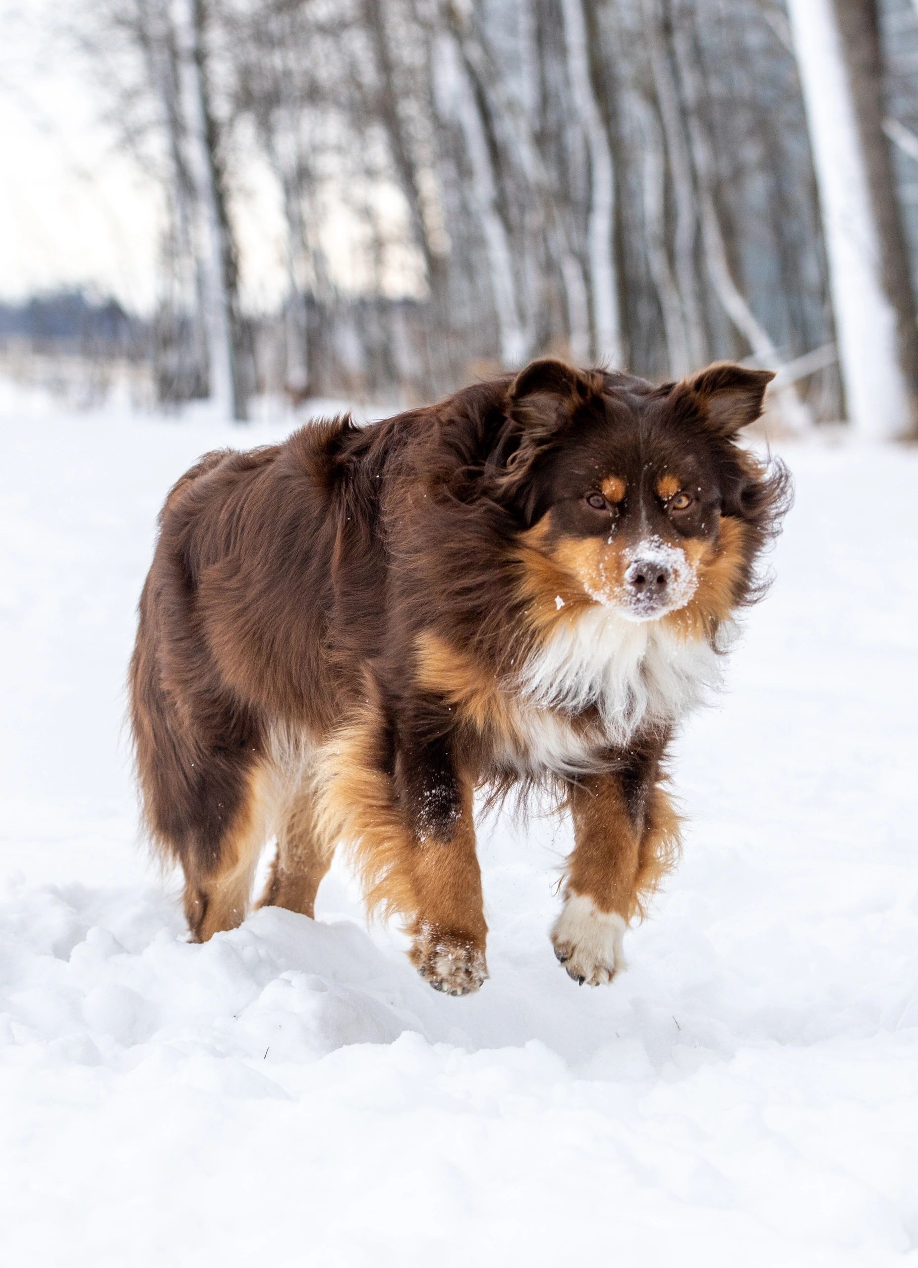 Brown dog with snow on its face walking in a snowy forest.