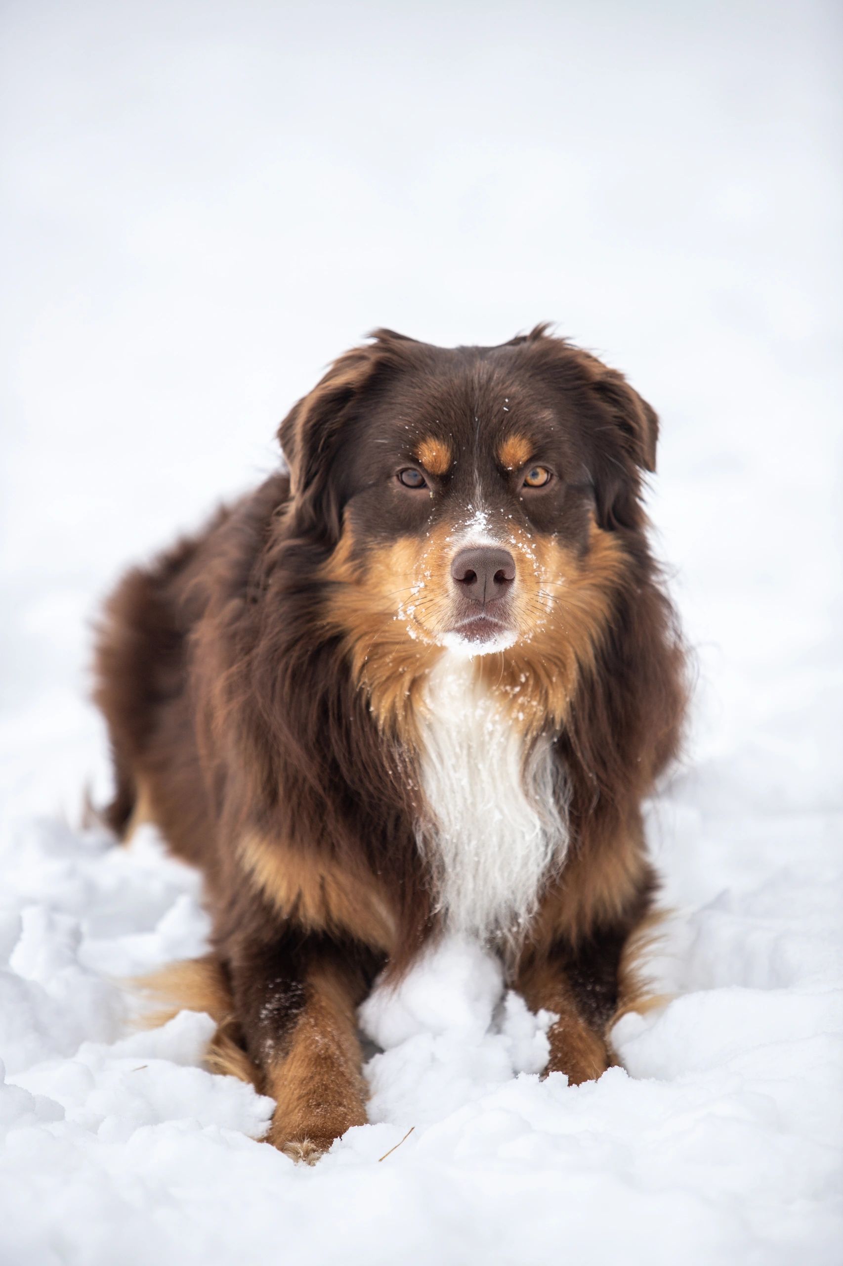 Brown and white dog lying in the snow with a snowy face.