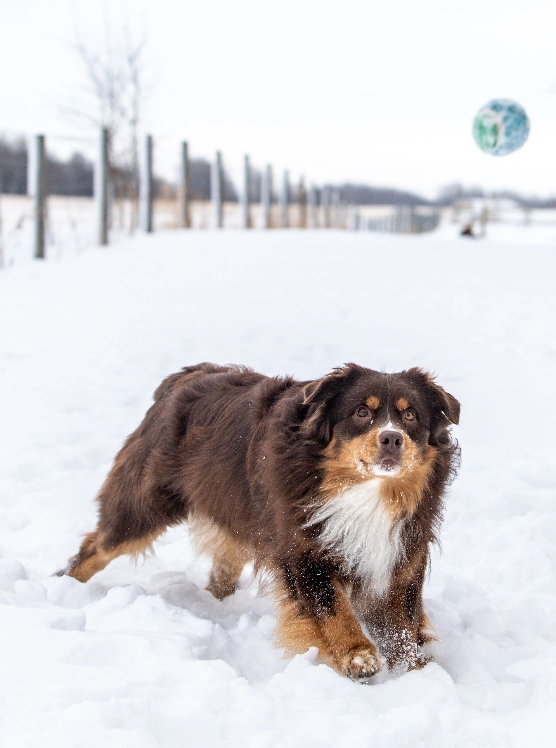 Brown and white dog playing fetch in the snow.