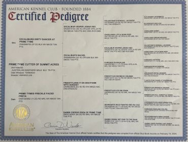 Certified Pedigree document from the American Kennel Club.