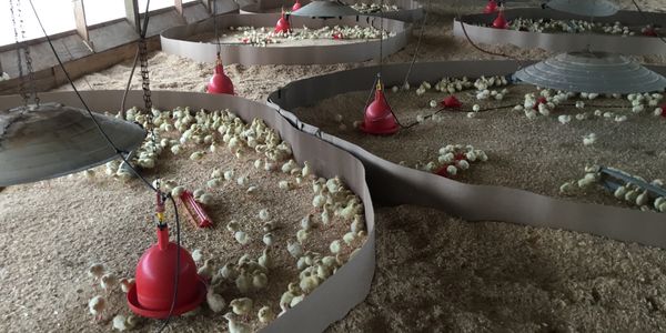 Poults are growing again