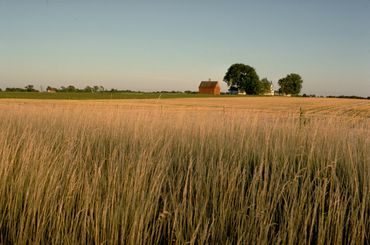 Golden wheat field with a distant farmhouse under a clear blue sky.