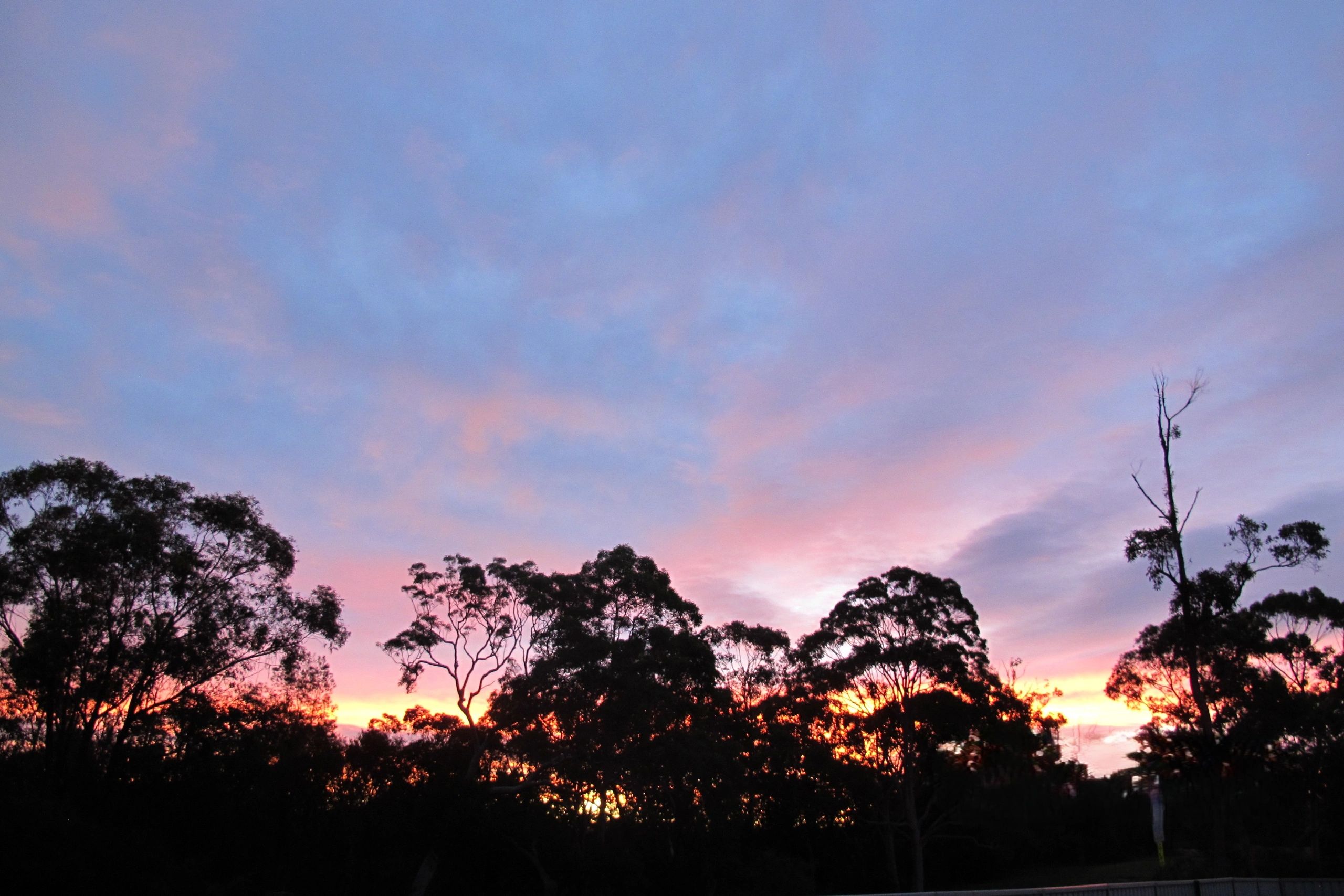 Silhouetted trees against a vibrant sunset sky with pink and purple hues.