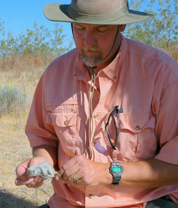 Mohave ground squirrel, Don Mitchell