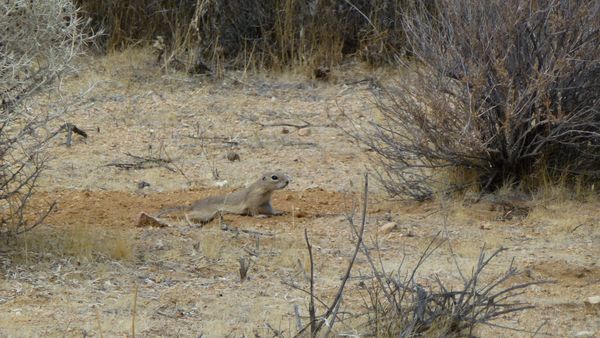 Mohave ground squirrel