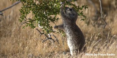 Mohave ground squirrel