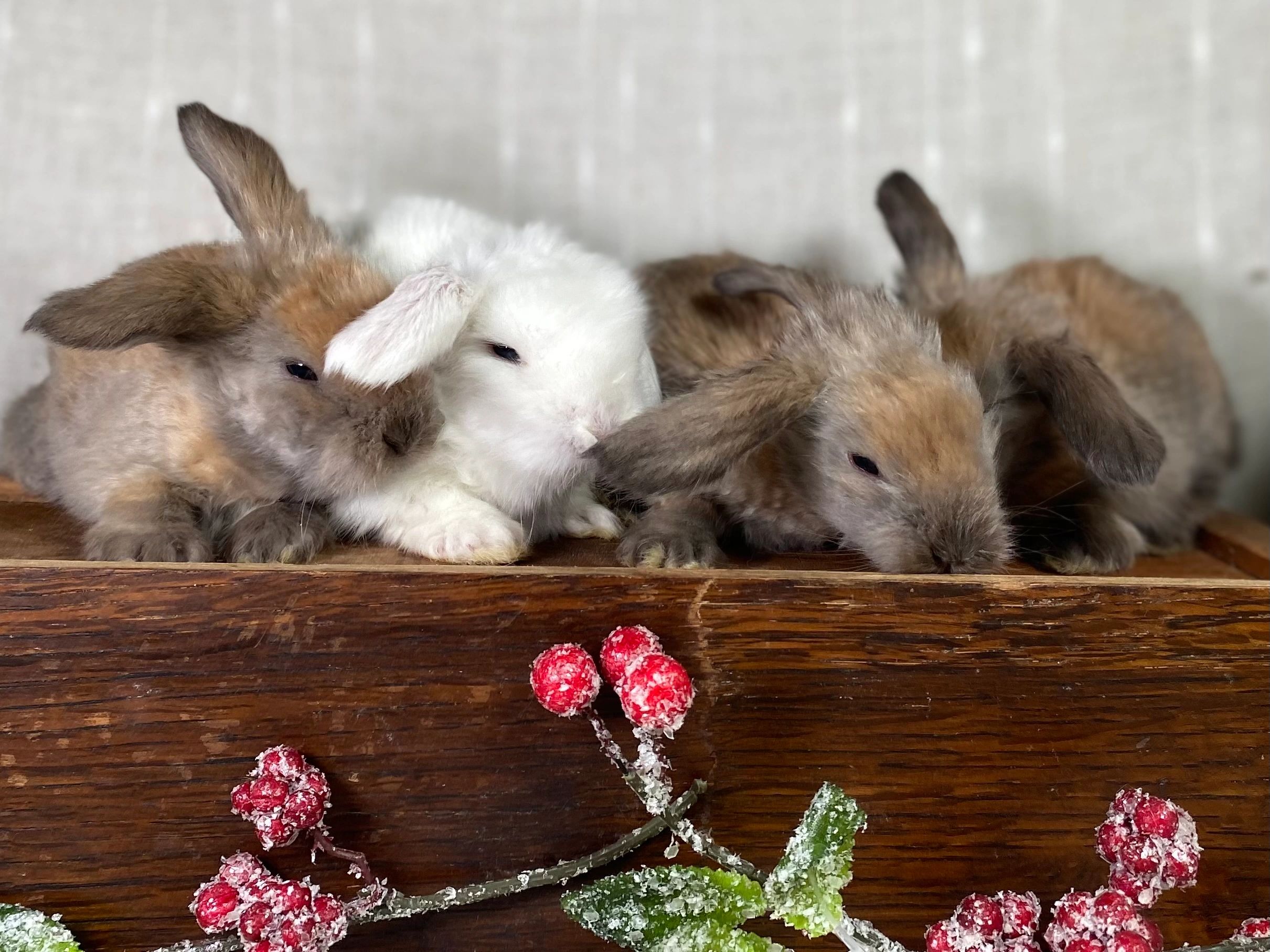 Teddydwerg Rabbit Available Rabbits | Raisin’ Teddywidders