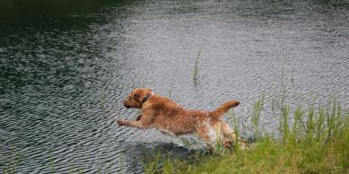 A dog leaps into a pond from grassy shore.