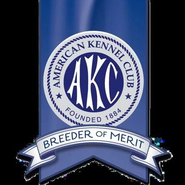 AKC Breeder of Merit of Chesapeake Bay Retriever Puppies