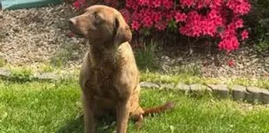 Daphne is a very calm, great marker from our own breeding of Scrappy to Velma in 2024.  