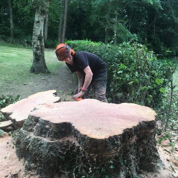 Man in safety gear working on a large tree stump in a wooded area.