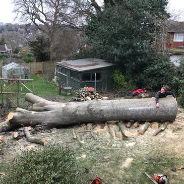 A person lying on a massive fallen tree trunk in a backyard.