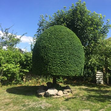 A neatly trimmed, dome-shaped tree in a sunny garden.