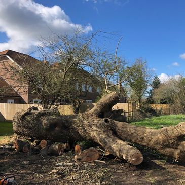 Large fallen tree trunk with cut branches in a yard near houses.