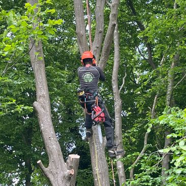 Arborist climbing a tree with safety gear and a chainsaw.