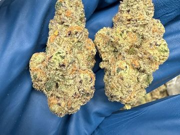 Close-up of two cannabis buds on a blue glove.