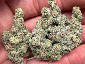 Close-up of cannabis buds held in a hand.