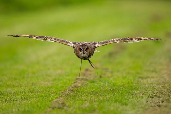 Battlefield Bird of Prey Centre