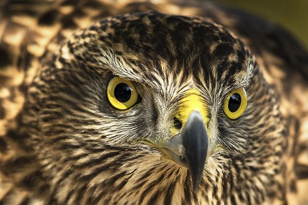 Battlefield Bird of Prey Centre