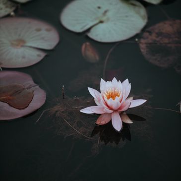 lotus flower