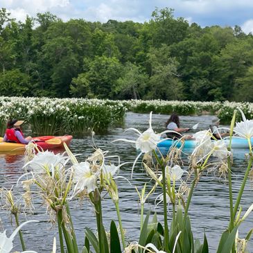 Spider Lily Eco-Tour