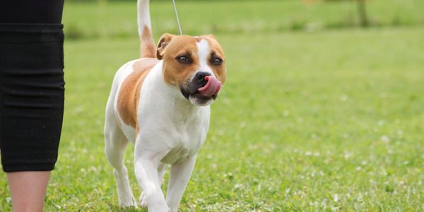 A brown and white dog on a leash outdoors with a person.