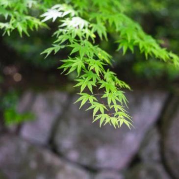 Close-up of green maple leaves against a blurred stone background.