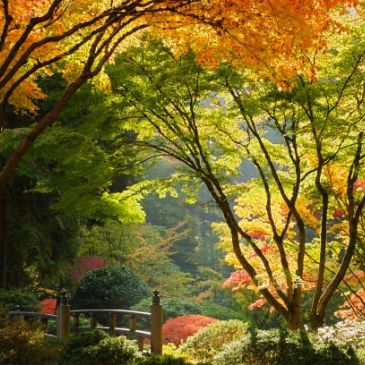 Serene autumn garden with colorful foliage and a small bridge.