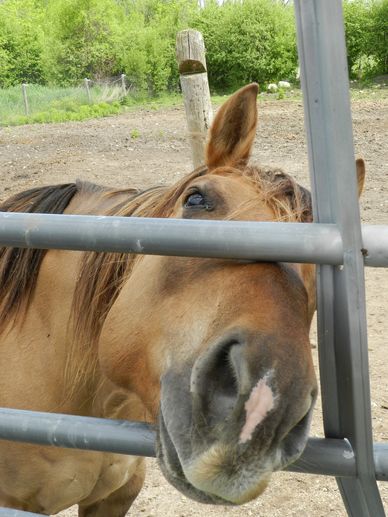 A light brown horse poking it's head through a paddock gate at Five Star Ranch BnB. Horse looks like