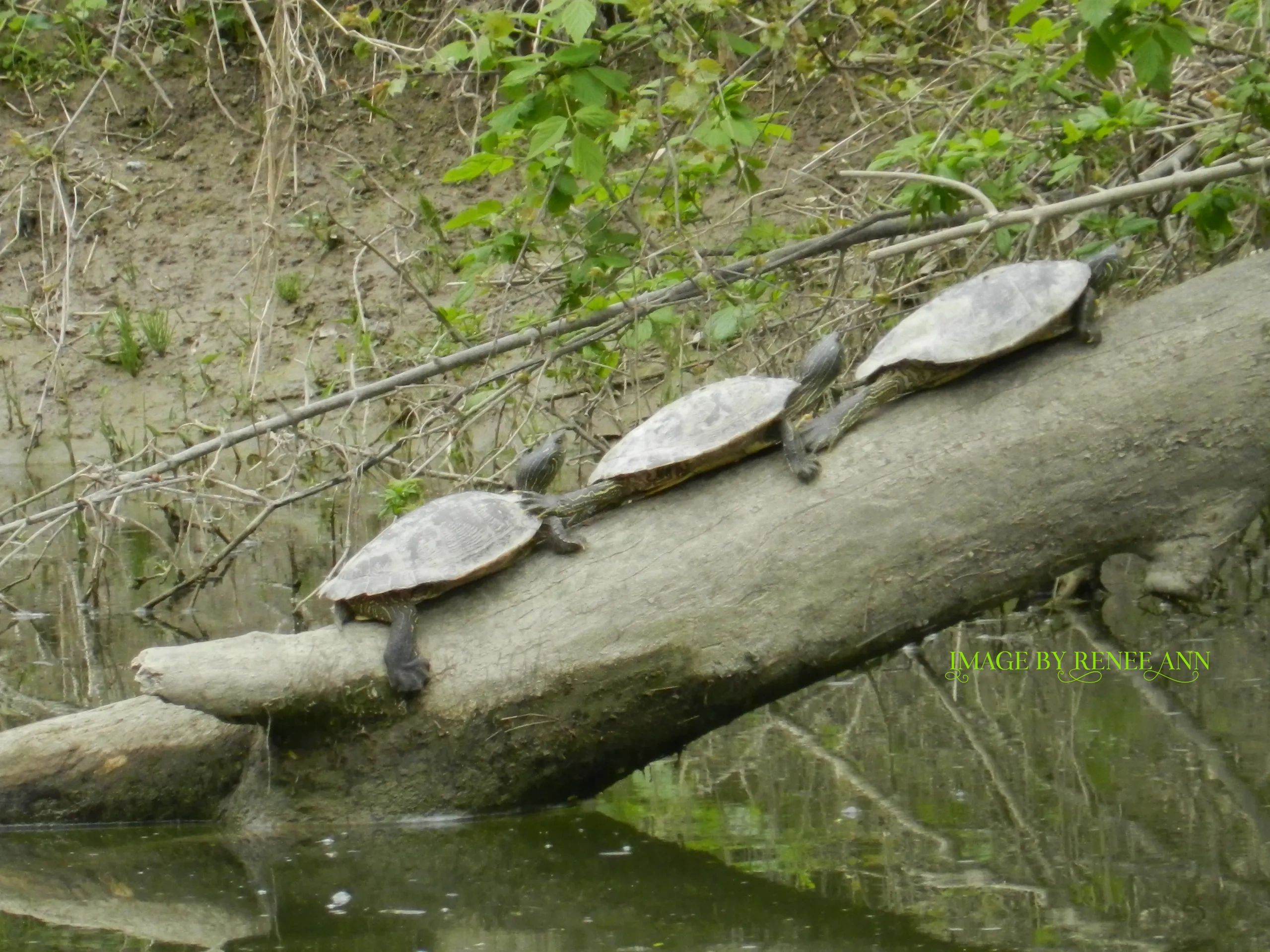 3 large turtles sun bathing on a log in the water. The log is angled between water and side banks. P