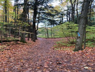 A hiking path at Mono Cliffs Park lined with trees and fallen leaves on the ground in the fall.