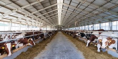 Cows eating feed inside a spacious, well-lit barn.