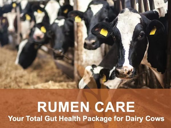 Dairy cows in a barn with a banner about rumen care for gut health.