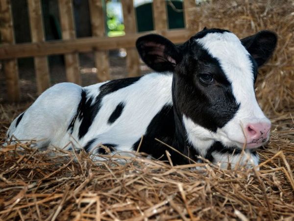 A young black and white calf resting on hay inside a barn.