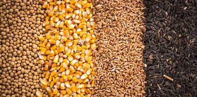 Four types of grains arranged in vertical rows: soybeans, corn, wheat, and black sunflower seeds.