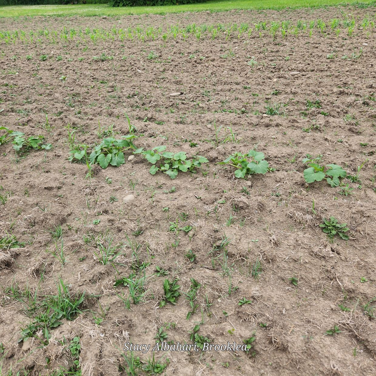 This is our field with our first year crops, Beans, corn, and many others